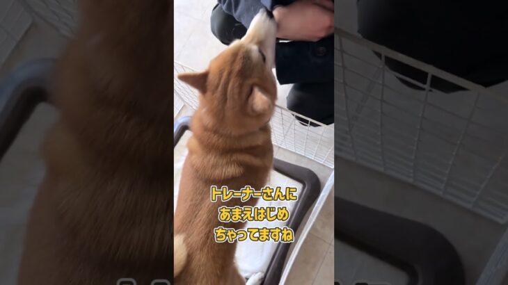 痒みが撮れない柴犬さんのトイレ出しトレーニング　#犬のしつけ #dogtraining #dogshorts