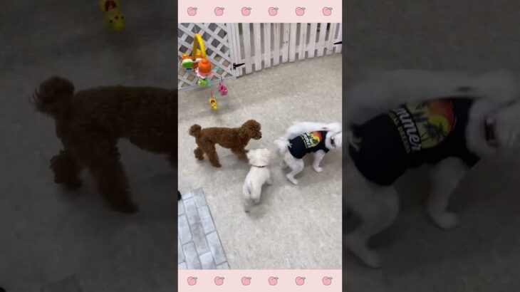 ＃犬のようちえん　＃犬のほいくえん　＃犬お泊りトレーニング　　#子犬しつけ  #しつけ教室 　#mix犬 　＃犬のしつけ　#shorts 　#パピートレーニング