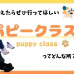 【パピークラス】動物病院で行う　子犬のしつけ教室【puppy class】