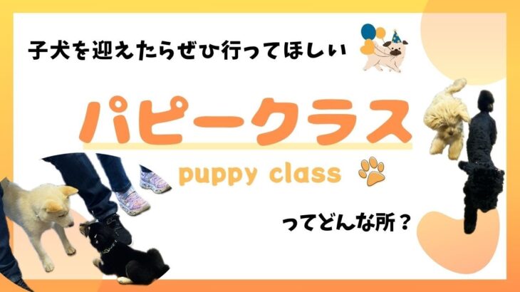 【パピークラス】動物病院で行う　子犬のしつけ教室【puppy class】