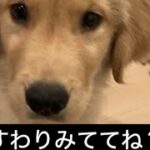 【ゴールデンレトリバー仔犬　つくねくん】　#つくね　#ゴールデンレトリバー　#仔犬　#大型犬  #大型犬のいる生活  ＃大型犬と子供　#秋田犬　#ゴールデンレトリバー仔犬　#しつけ　#puppydog