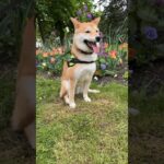 お花の前でポージングするわんこ🌷#柴犬 #フードアグレッシブ #犬のしつけ #本気噛み #shiba #shibadog