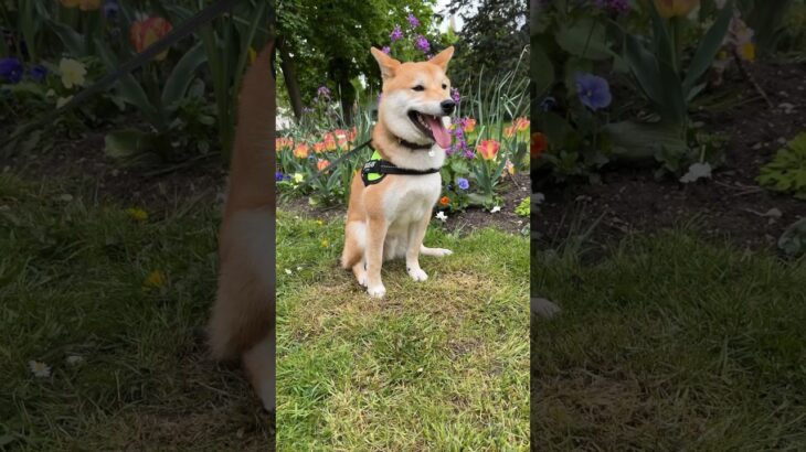 お花の前でポージングするわんこ🌷#柴犬 #フードアグレッシブ #犬のしつけ #本気噛み #shiba #shibadog