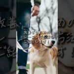 犬の散歩は危険がたくさん潜んでいます🐶正しいしつけを行い楽しく散歩をしましょう！#shorts #アイラブペッツ #ボンビアルコン #犬 #犬のいる暮らし #犬のいる生活 #しつけ #犬のしつけ