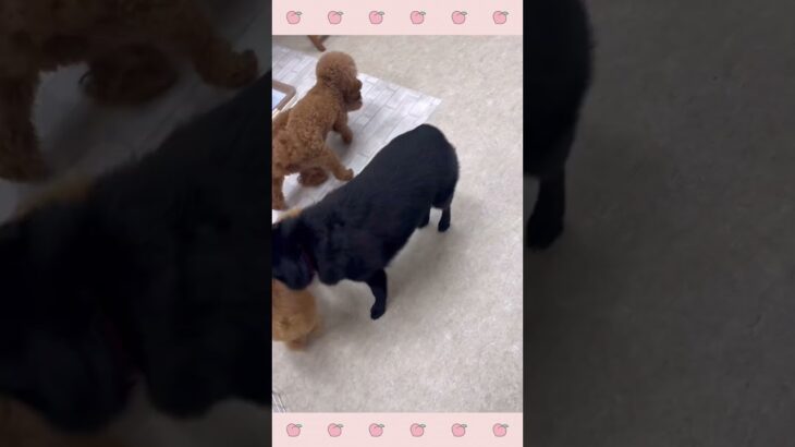 ＃犬のようちえん　＃犬のほいくえん　＃犬お泊りトレーニング　　#子犬しつけ  #しつけ教室 　#スキッパーキ ＃犬のしつけ　#shorts 　#パピートレーニング