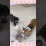 ＃犬のようちえん　＃犬のほいくえん　＃犬お泊りトレーニング　　#子犬しつけ  #しつけ教室 　#トイプードル 　＃犬のしつけ　#shorts 　#パピートレーニング