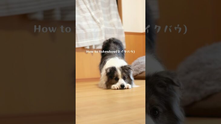 【初級トリック】　takeabow(テイクバウ)クリッカーを使用した教え方　#犬#ボーダーコリー #しつけ#クリッカー#犬芸#dog#bordercollie#tricks