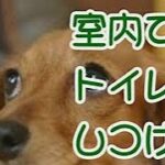 永久保存版　犬のしつけ方　おしっこ編