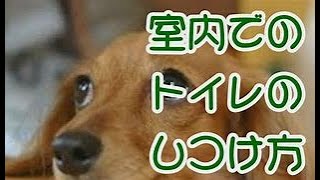 永久保存版　犬のしつけ方　おしっこ編