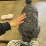 犬の幼稚園 レオンくんとトレーニング