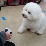 犬の幼稚園 ランディくんとトレーニング