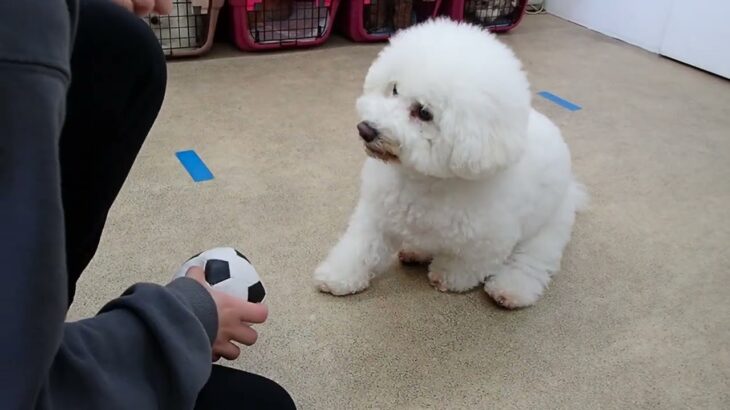 犬の幼稚園 ランディくんとトレーニング