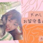 【犬のしつけ、お留守番について】