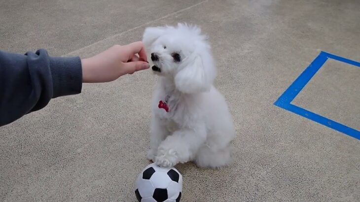 犬の幼稚園 バニラちゃんとトレーニング