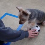 犬の幼稚園 シナモンくんとトレーニング