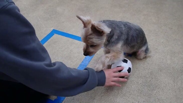 犬の幼稚園 シナモンくんとトレーニング