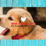 【犬のしつけ】子犬がなんでも噛んで困ってしまう