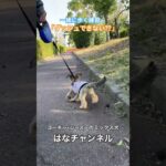 しつけを分かっていないはなヨーキー×シーズーのミックス犬　#ミックス犬 #世界一可愛い犬  #成長記録