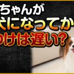 ワンちゃんが成犬になってからのしつけは遅い？