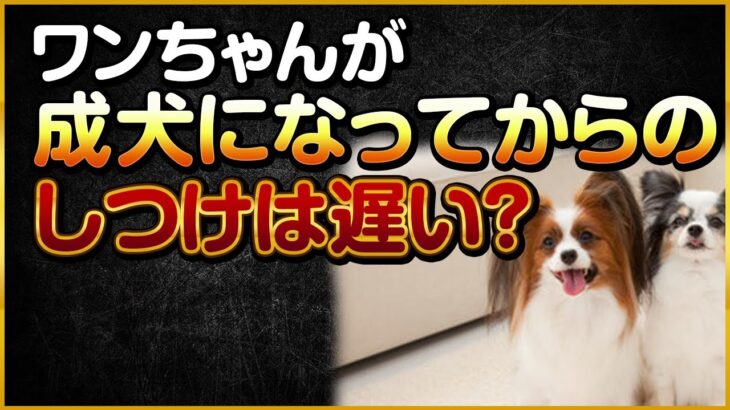 ワンちゃんが成犬になってからのしつけは遅い？