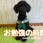 【犬の幼稚園】初めてのハウストレーニング！