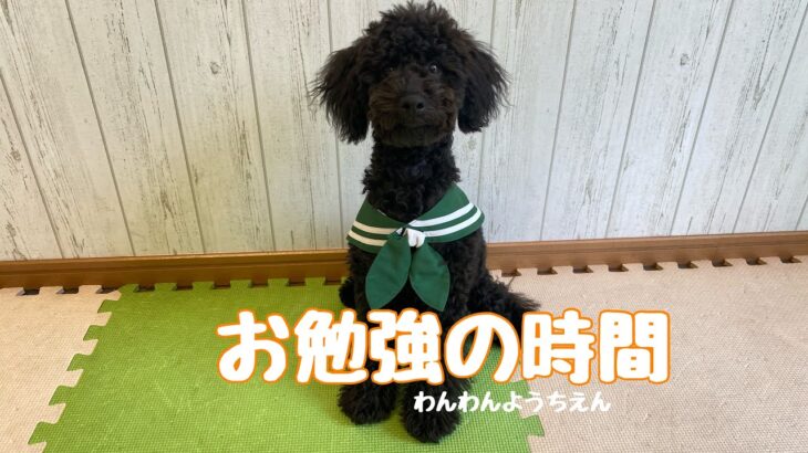 【犬の幼稚園】初めてのハウストレーニング！