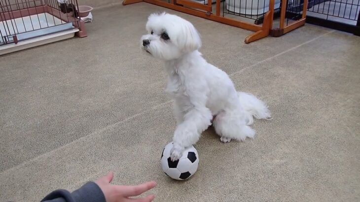 犬の幼稚園 源くんとトレーニング