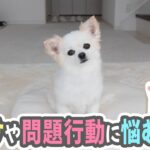 犬のしつけや問題行動に悩む方へ