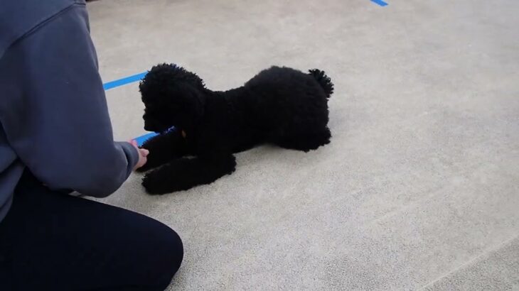 犬の幼稚園 かいくんとトレーニング