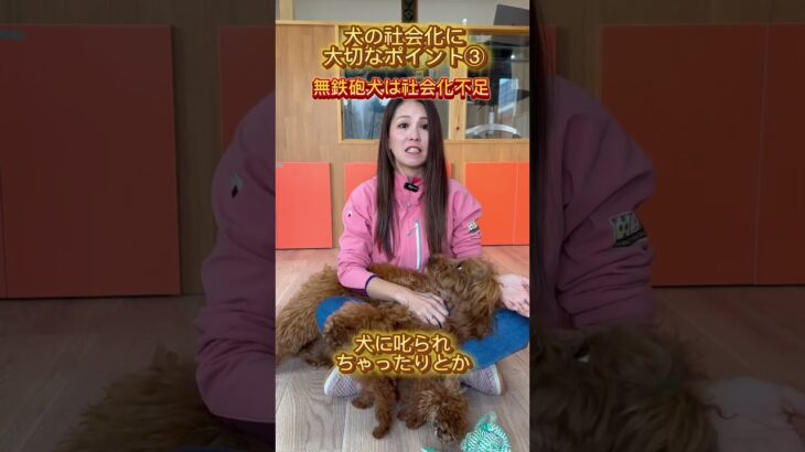 イヌバーシティ講師が教える！社会化に重要なこと③ #犬のしつけ #犬のいる暮らし #イヌバーシティ #ワンコワークス #犬 #ドッグビヘイビアリスト