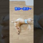 ねーねー #しつけ #可愛い #犬犬 #しつけ方 #癒し #待て #遊び方 #愛犬 #お手