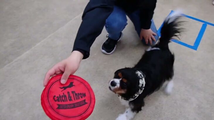 犬の幼稚園 トイちゃんとトレーニング