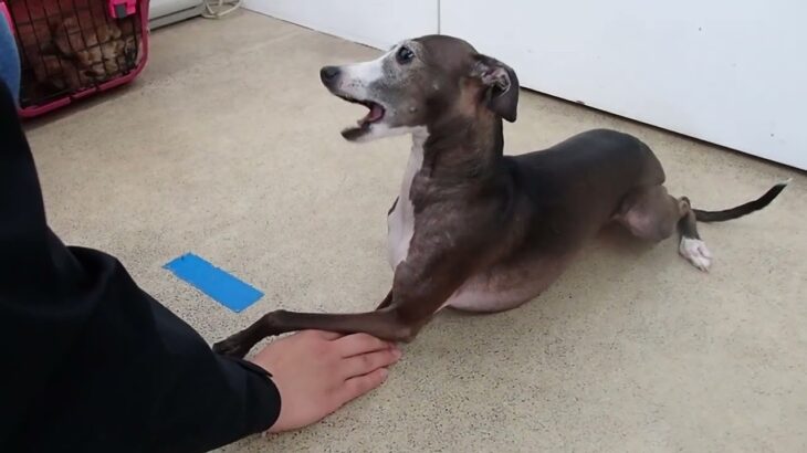 犬の幼稚園 れもんちゃんとトレーニング