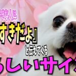 【犬が特に大好きな人に『だいすきだょ』と伝えてくる愛らしいサイン５】心あたたまる愛らしいサイン！！ 言葉を話せないけれど、その仕草や行動で飼い主に愛情を伝えています！！  #犬のしつけ #犬の健康