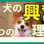 【事故防止！】犬が興奮する理由を知って愛犬を守ろう！