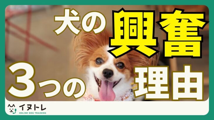 【事故防止！】犬が興奮する理由を知って愛犬を守ろう！