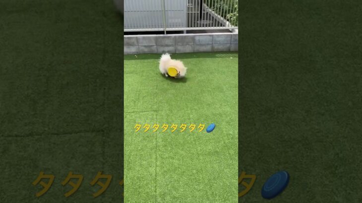 フリスビーの遊び方が独特な犬　#いぬのいる生活 #癒し #ペキポメ #ポメペキ #犬 #犬のしつけ