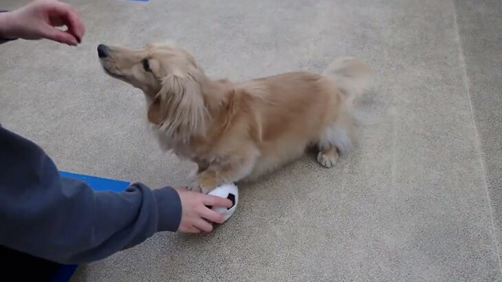 犬の幼稚園 凜ちゃんとトレーニング