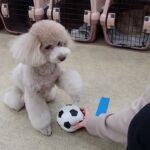 犬の幼稚園 ハニちゃんとトレーニング