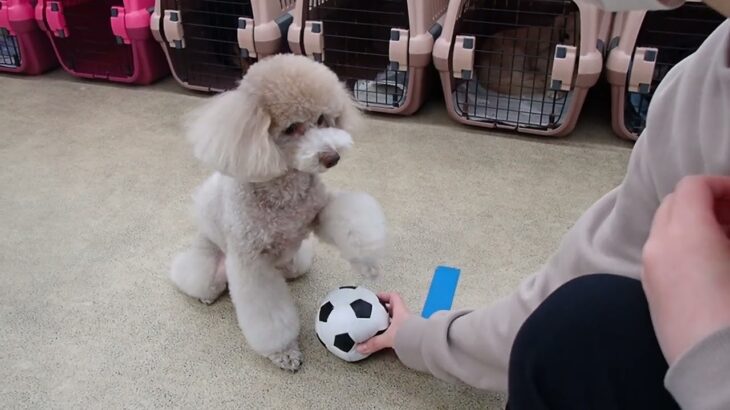 犬の幼稚園 ハニちゃんとトレーニング