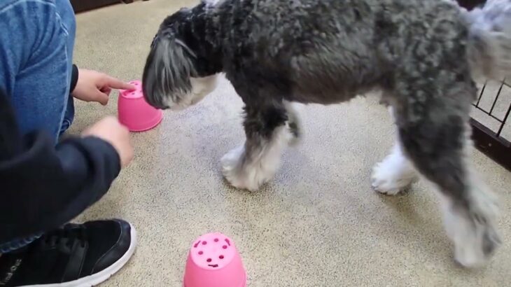 犬の幼稚園 アオくんとトレーニング