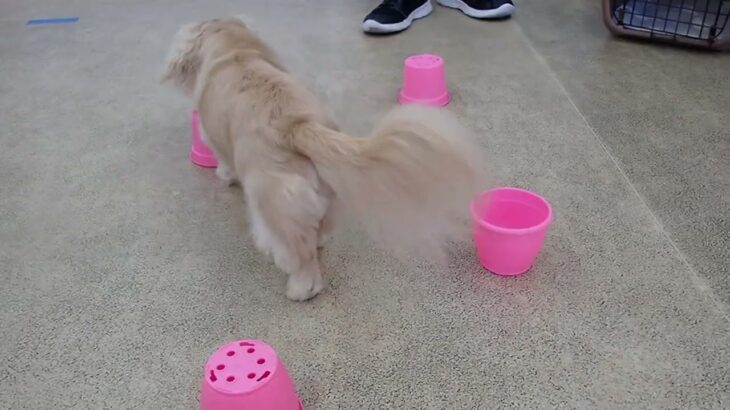 犬の幼稚園 にこまるくんとトレーニング