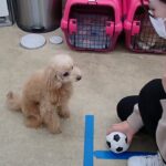 犬の幼稚園 ぴっぴちゃんとトレーニング