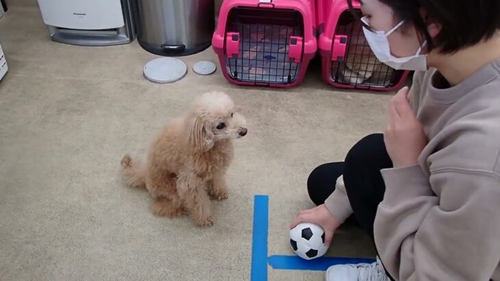 犬の幼稚園 ぴっぴちゃんとトレーニング