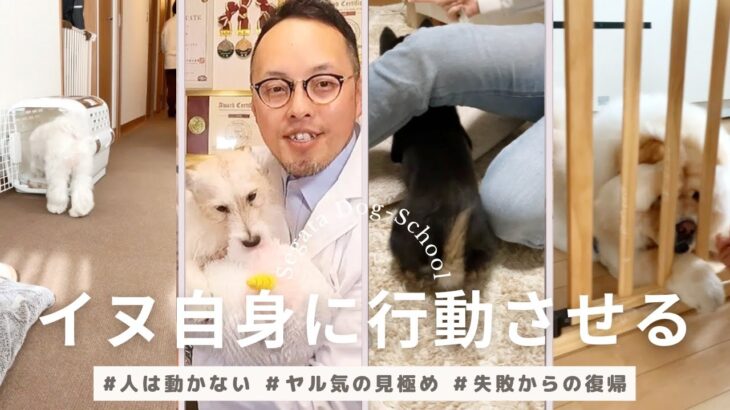 犬に自発性を持たせよ！そのために私たちが行うべき行動は？#犬　#しつけ　#育て方