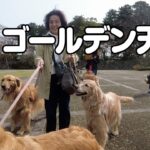 【ワンコレ】犬のしつけ教室に通うゴールデン・レトリーバー