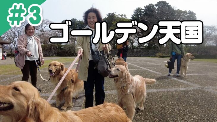 【ワンコレ】犬のしつけ教室に通うゴールデン・レトリーバー