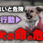 【超危険行動】知らなかったでは済まされない！これで愛犬が命を落とします！