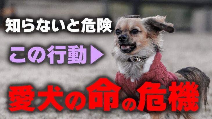 【超危険行動】知らなかったでは済まされない！これで愛犬が命を落とします！