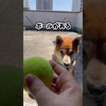 柴犬　テニスボール　球遊び　ボール投げ　ドッグラン　ペット　癒し　犬　しつけ